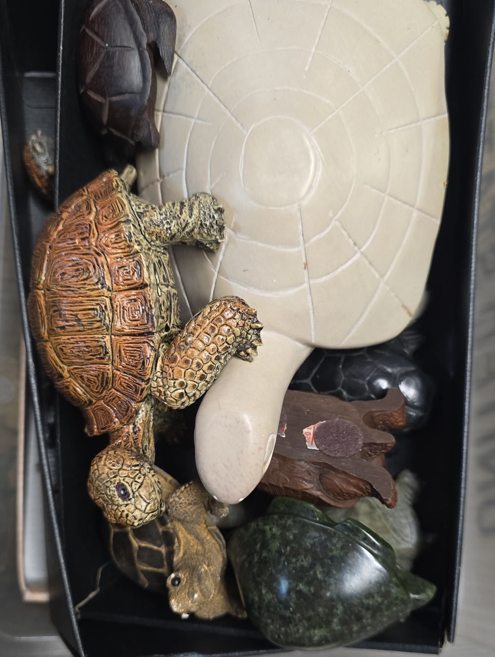 Various Turtles LIVE SHOW LISTING